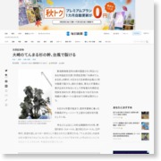 天然記念物：大崎のてんまる杉の幹、台風で裂ける – 毎日新聞 – 毎日新聞
