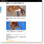 韓国でヒアリが初めて発見される – Sputnik 日本 – Sputnik 日本