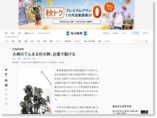 天然記念物：大崎のてんまる杉の幹、台風で裂ける – 毎日新聞 – 毎日新聞