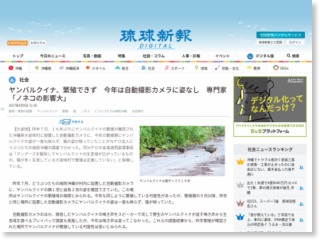 ヤンバルクイナ、繁殖できず 今年は自動撮影カメラに姿なし 専門家「ノネコの影響大」 – 琉球新報