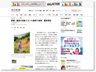 愛媛）離島の高級ミカンも豪雨で被害 農家落胆 – 朝日新聞社