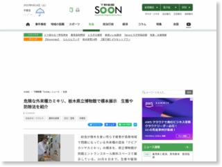 危険な外来種カミキリ、栃木県立博物館で標本展示 生態や防除法を紹介 – 下野新聞